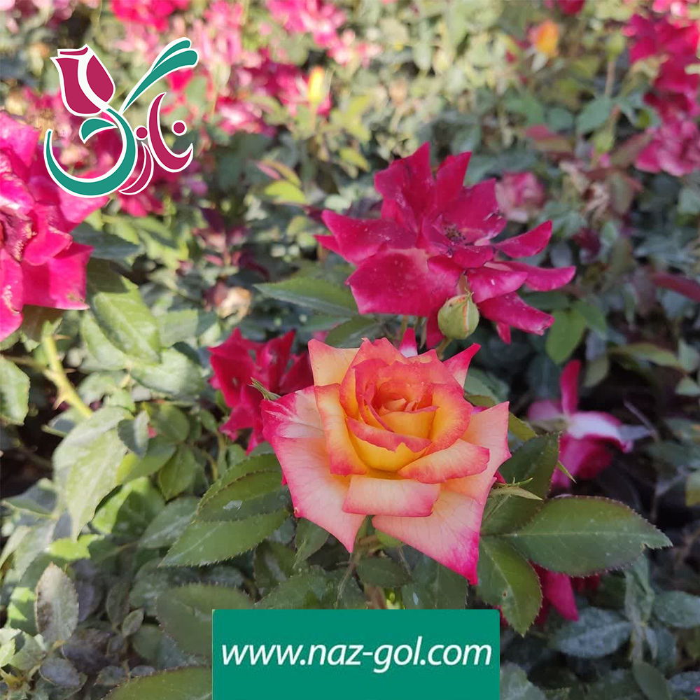 رز هفت رنگ ایرانی